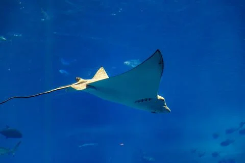 Giant manta rays gracefully glide in the deep blue tank of the aquarium. Stock Photos