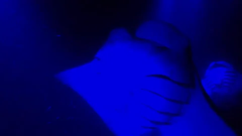 Giant Manta Rays Swim under Blue Light in Ocean at Night Video stock 230436570