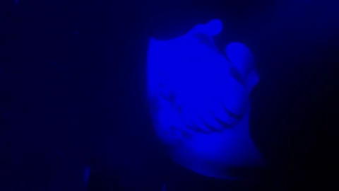Giant Manta Rays Swim under Blue Light in Ocean at Night Video stock 230436690