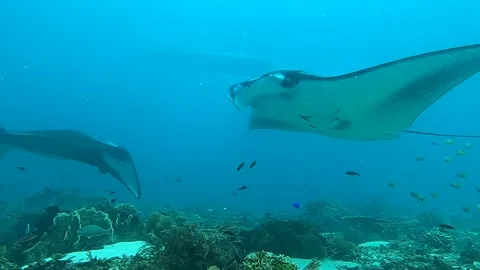 Giant Manta Rays by Tropical Reef Stock Footage 169021561
