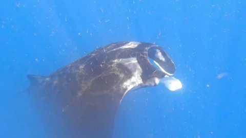 Giant mantas swim around awed scuba divers in the Galapagos Islands 스톡 동영상 272565415