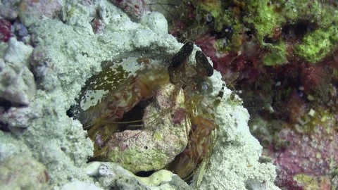 Giant mantis shrimp Video stock 78550102