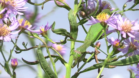 Giant Mantis: Targeting Insects Gathering on Flowers in Shion Stockbeeldmateriaal 332851431