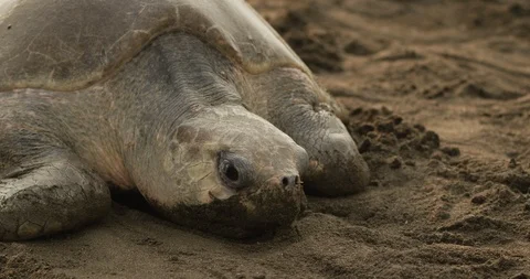 Giant marine turtle walking on the sand Stock Footage 109356053