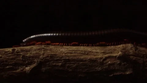 Giant milipede crawling on tree branch at night 库存影片 273670493