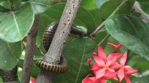 Giant Millipede 1 Stock Footage 98126