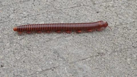 Giant millipede crawling on ground. 스톡 동영상 339339640