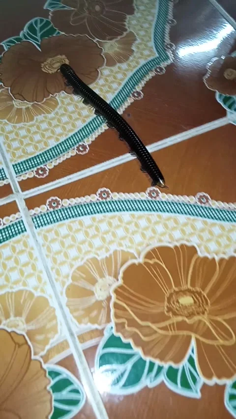 Giant millipede crawling on patterned tile floor 스톡 동영상 343595949