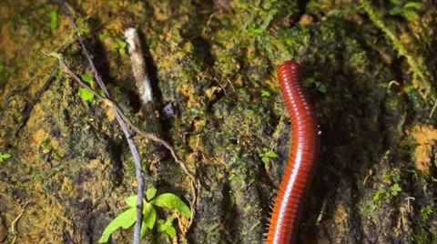 Giant millipede Stock Footage 37857222