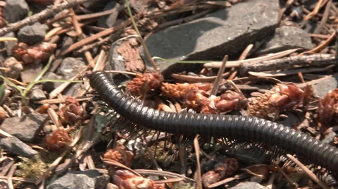 Giant Millipede Stock Footage 64635232