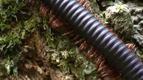 Giant Millipede 스톡 동영상 64800563