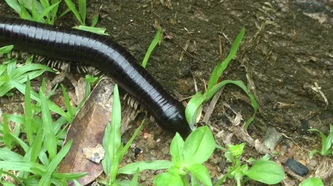 Giant Millipede Stock Footage 64800576