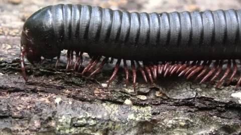Giant millipede, Malaysia Stock Footage 159635680