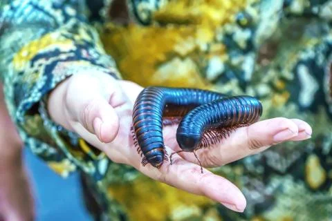 Giant millipede Foto stock