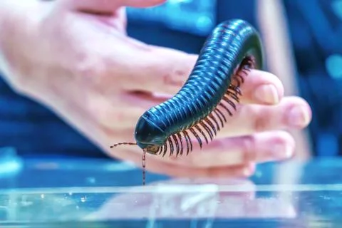 Giant millipede Foto stock