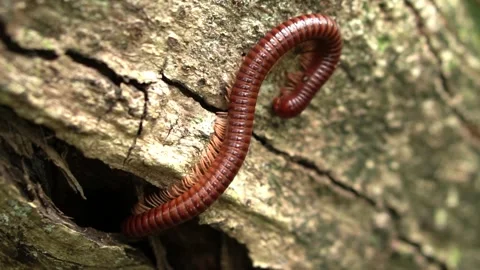 Giant millipede (Thyropygus allevatus) (trigoniulus corallinus) Stock Footage 277078737