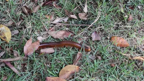 Giant millipede (Trigoniulus corallinus) walking on green grasses Stock Footage 159657803