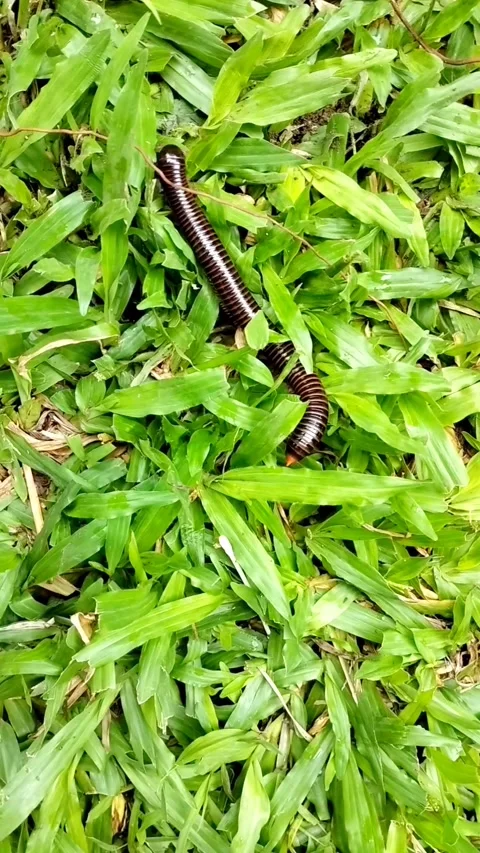 Giant millipedes crawling on the grass Stock Footage 327769438