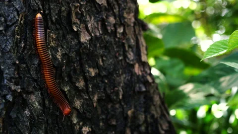 Giant millipedes walking on tree Stock Footage 197161903