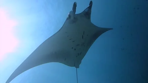 Giant Mobula Manta Ray passing by in Slow Motion Stock Footage 142656979
