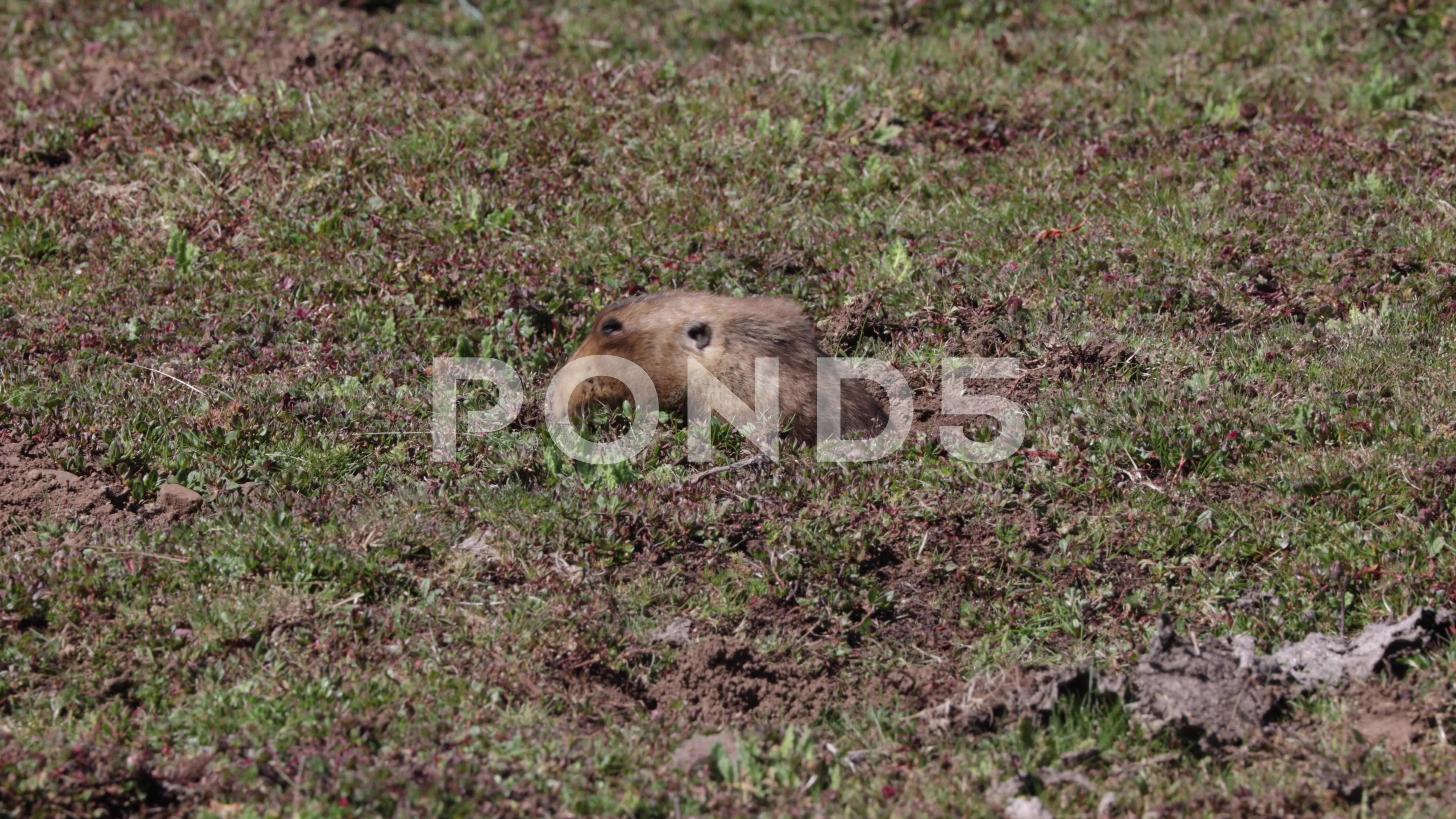 Burrow Rats Creature Burrowing Rodent Mole Rat