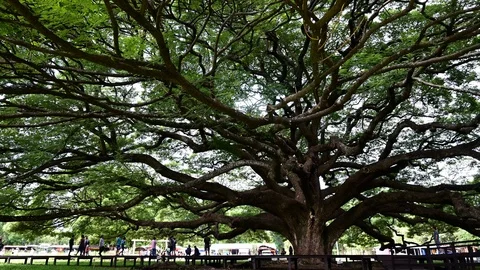 Giant Monkey Pod Tree green leaves and tree branches, Kanjanaburi, Thailand. Stock Footage 111207697