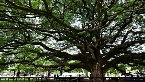 Giant Monkey Pod Tree green leaves and tree branches, Kanjanaburi, Thailand. Stock Footage 111207714