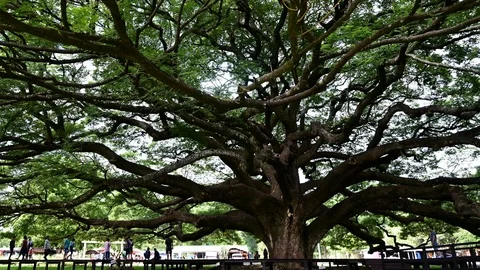 Giant Monkey Pod Tree green leaves and tree branches, Kanjanaburi, Thailand. Stock Footage 111207804