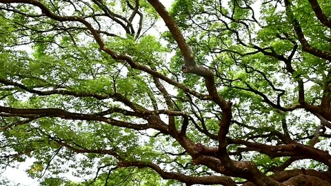 Giant Monkey Pod Tree green leaves and tree branches, Kanjanaburi, Thailand. Stock Footage 111207893