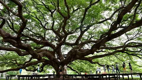 Giant Monkey Pod Tree green leaves and tree branches, Kanjanaburi, Thailand. Stock Footage 115261170