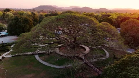 Giant monkey pod tree at sunset, a famous landmark in Kanchanaburi, Thailand Stock Footage 313553613