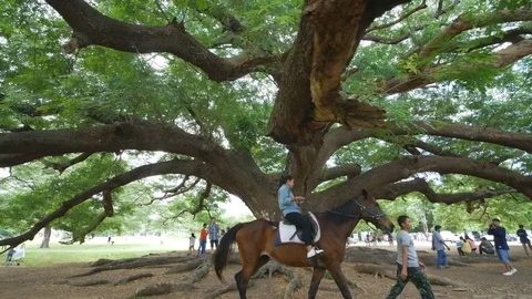 Giant Monky Pod Tree and horse Stock Footage 78234459