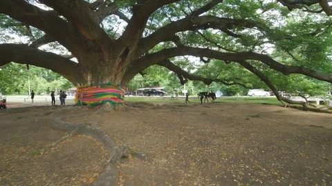 Giant Monky Pod Tree with people visited in Kanchanaburi, Thailand Stock Footage 78281174