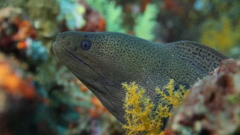 Giant moral eel underwater Видео 108486008