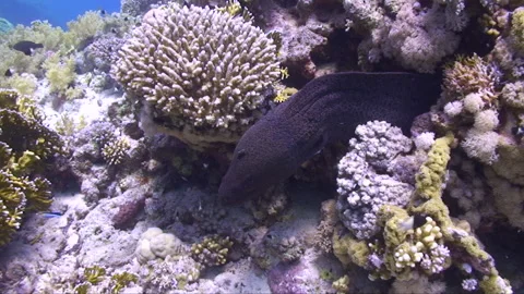 Giant Moray being cleaned by cleaner wrasse 1:3 Stock Footage 156870014
