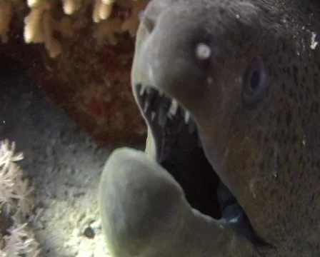 Giant moray biting the lens of the camera Video stock 459322