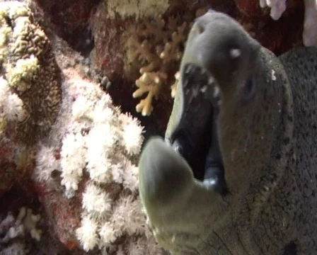 Giant moray biting the lens of the camera Stock Footage 459336