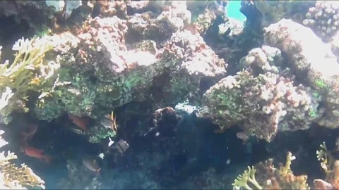  Giant Moray Eel Being Cleaned by a Cleaner Fish in Its Mouth Vídeos de archivo 344396324