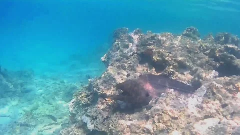 Giant Moray Eel Body Emerging from a Coral Hole Vídeos de archivo 343728717
