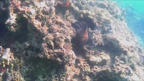 Giant Moray Eel Body Emerging from a Coral Hole Stock Footage 343728760