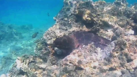 Giant Moray Eel Body Emerging from a Coral Hole Видео 343728776