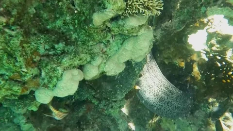 Giant Moray Eel Body Hidden Among Coral 库存影片 343727975
