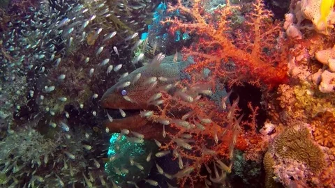 Giant moray eel in cave Stock Footage 71123977