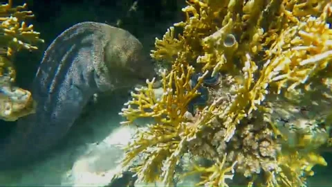  Giant Moray Eel in a Cave Surrounded by Cleaner Fish, Marsa Alam, Egypt Видео 343319435