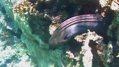 Giant Moray Eel Cleaned by Cleaner Fish in Coral Reef, Las Cabanas, Red Sea, Egy Stock Footage 340750500