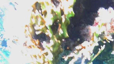 Giant Moray Eel Cleaned by Cleaner Fish in Coral Reef, Las Cabanas, Red Sea, Egy Stock Footage 340750563