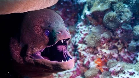 Giant moray eel close-up Stock-Footage 58310301
