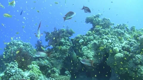 Giant moray eel in a cloud of anthias Stock Footage 66056209