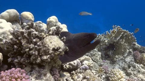Giant moray eel on the coral reef close up, Red sea Stock Footage 97751006