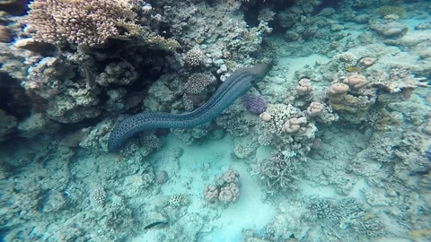 Giant moray eel on a coral reef. Video stock 221946024